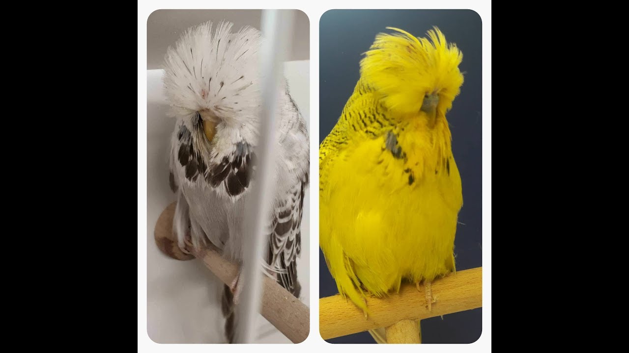 DANIEL LÜTOLF'S AVIARY VISIT 2018