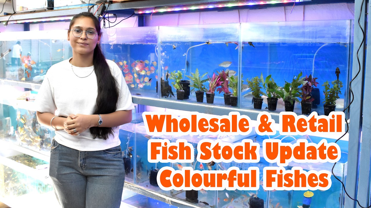Wholesale & Retail Aquatic Fishes | Fish Stock Update | Colourful Fishes | BHARAT 🇮🇳