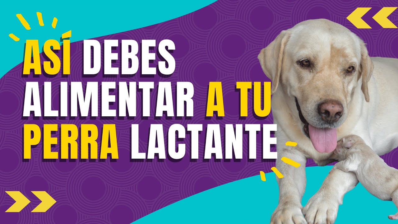 🐾🐶Alimentación para  PERRA LACTANTE