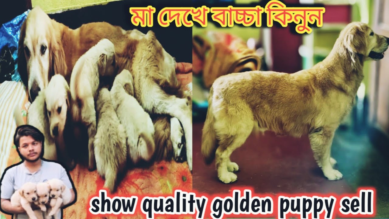 Golden retriever puppy sell//ph..7439593599 location.. Sodepur ghola. Anik da Dog farm 