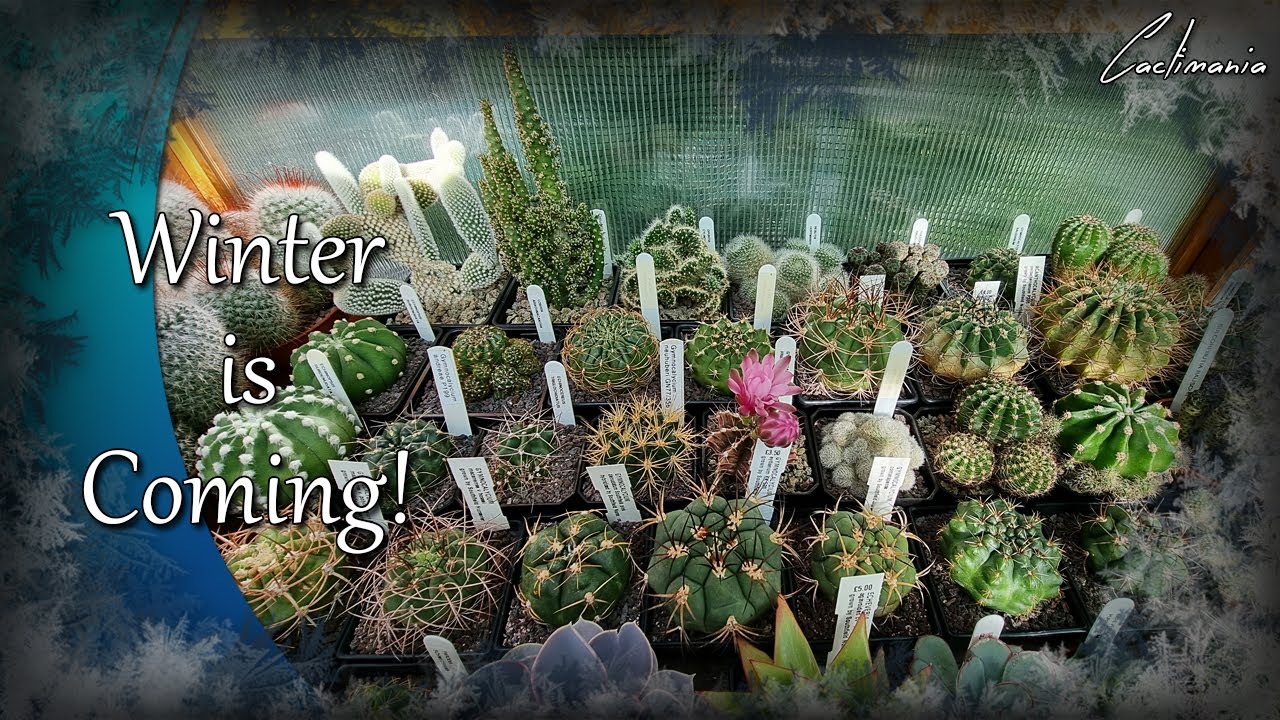 Overwintering Cacti & Succulents 2021 | Cactus & Succulent Collection