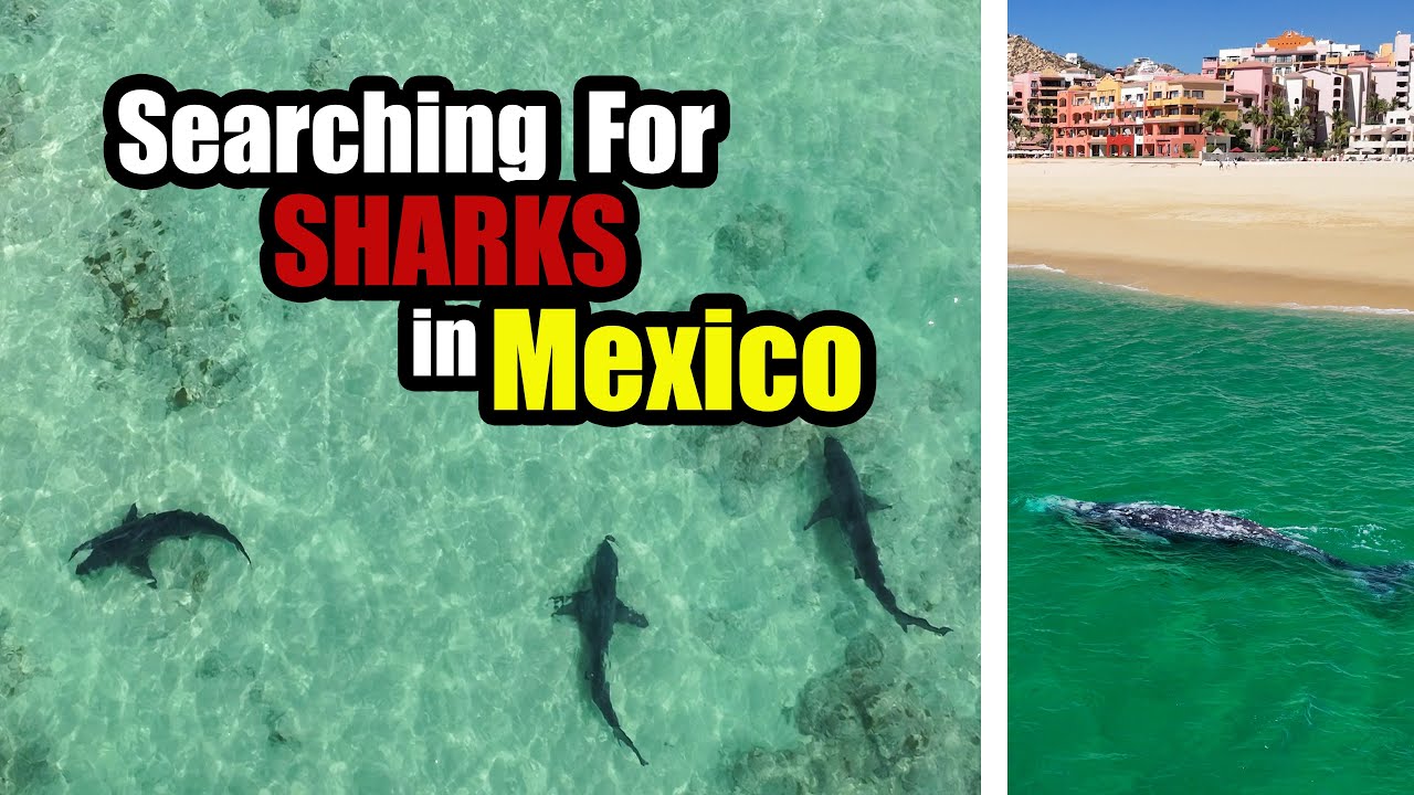 Search For Sharks in Mexico Becomes An Incredible Experience!