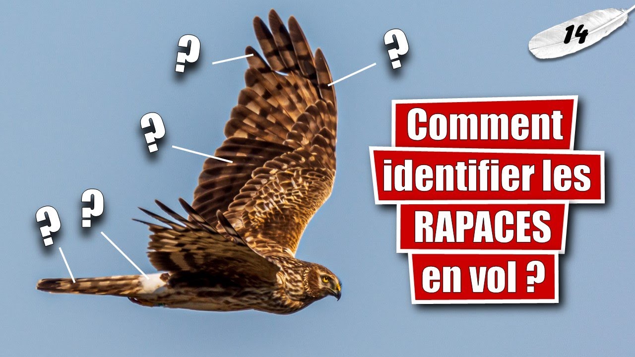 Identifier un oiseau ! Sp&eacute;cial rapaces diurnes en vol - LLT #14