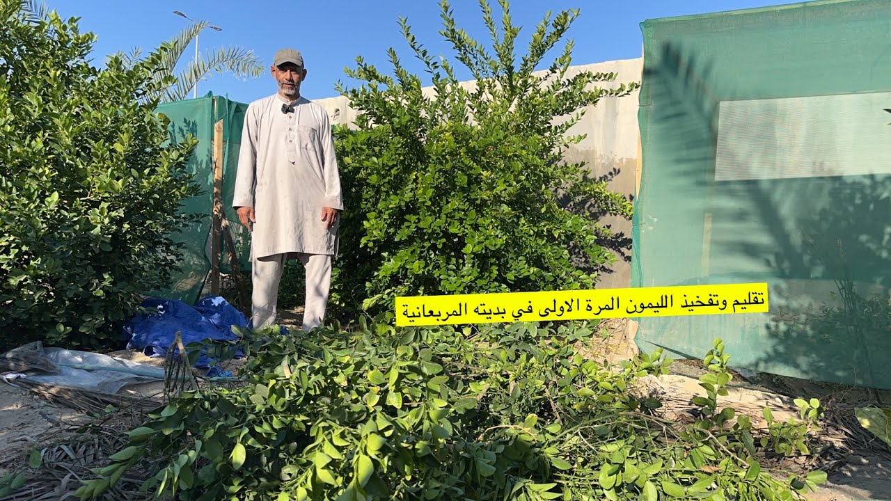 تقليم وتفخيذ الليمون المرة الاولى في بديته المربعانية بيد الزعيم ابوسلمان