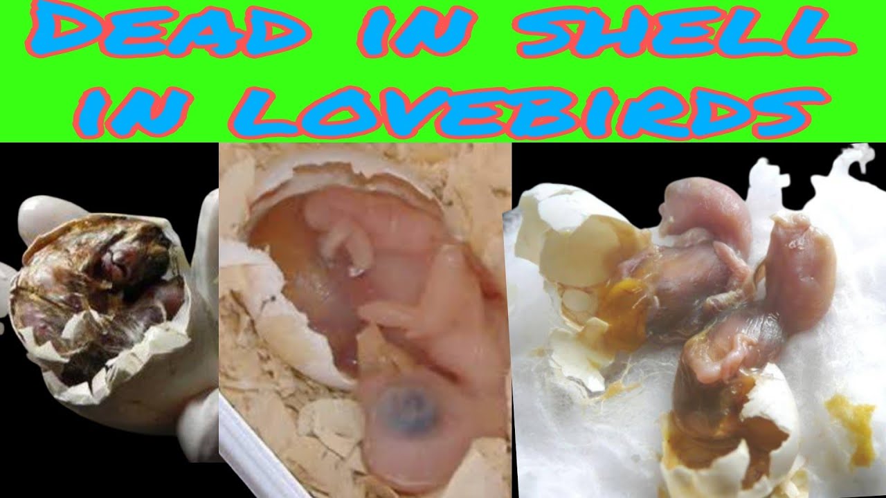 Dead in Shell in lovebirds.Best solution for dead in Shell.#birdsofficial #lovebirds