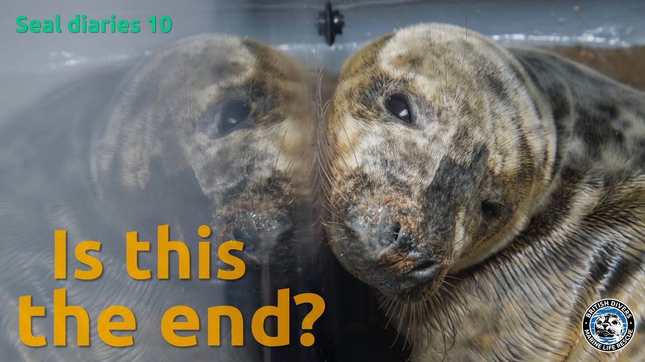 This is the end?