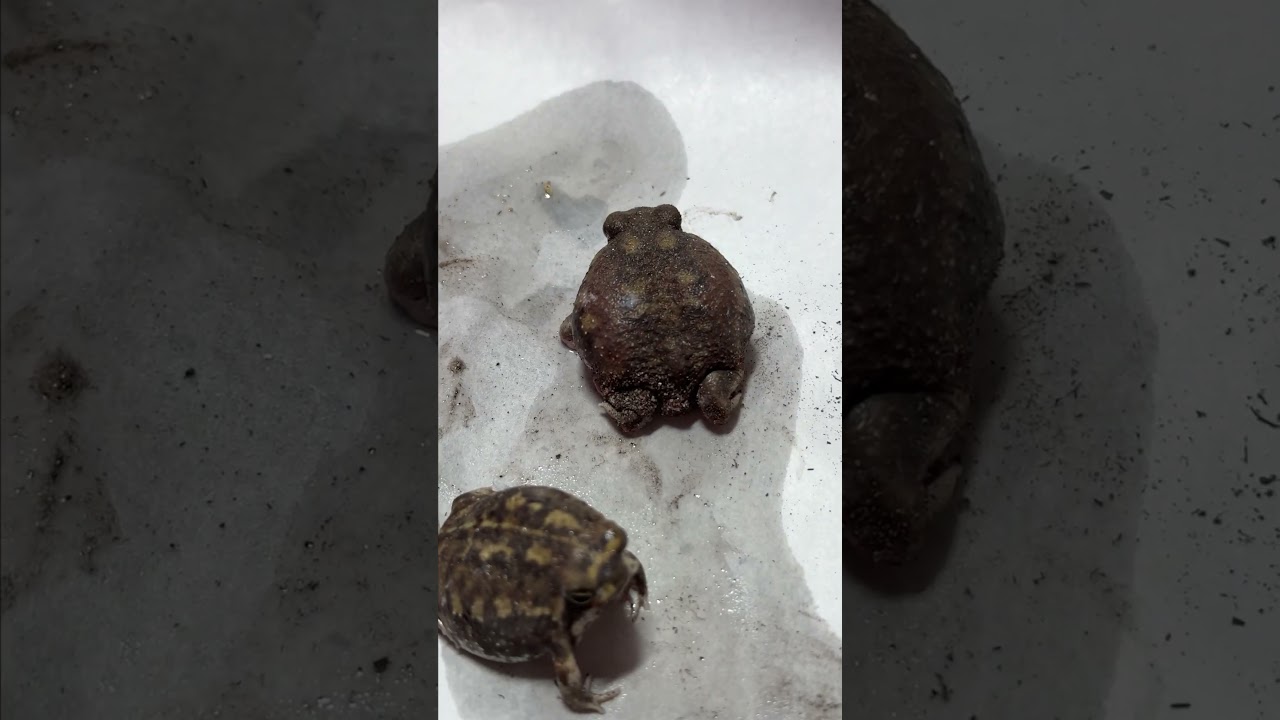How my fat frogs defend themselves