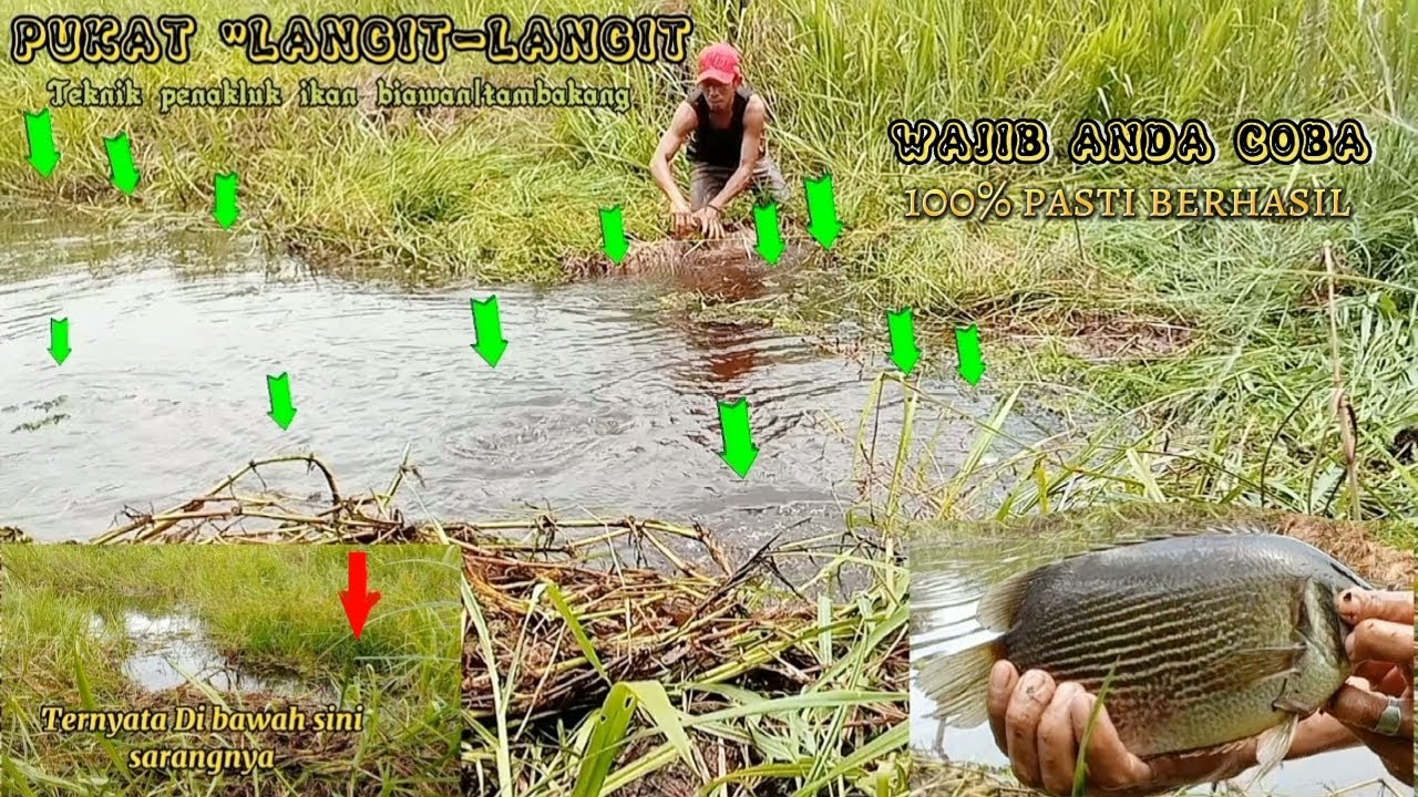 PUKAT LANGIT -LANGIT TEKNIK PENAKLUK IKAN BIAWAN/TAMBAKANG/TABAKANG.