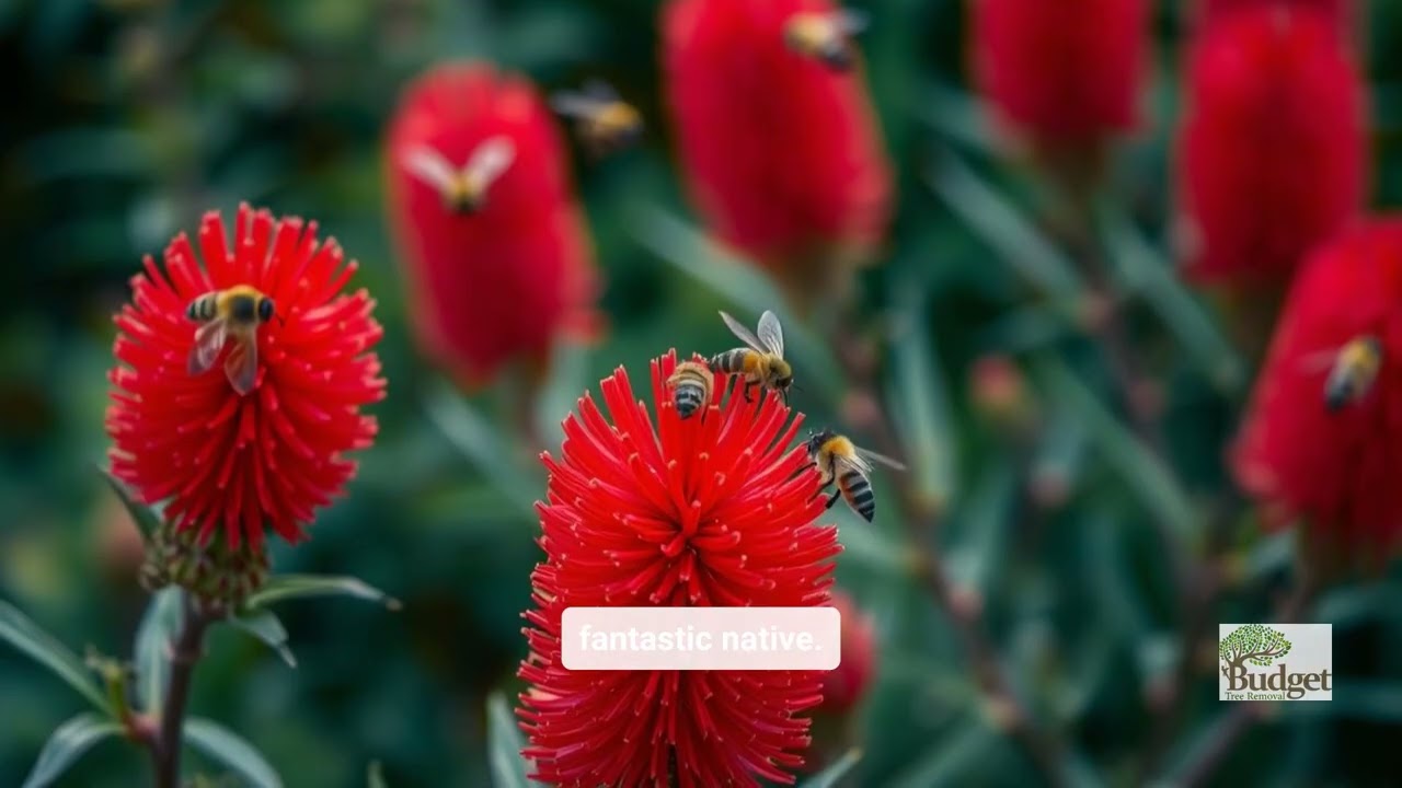 The 6 Best Trees and Shrubs for Privacy Screening in Brisbane