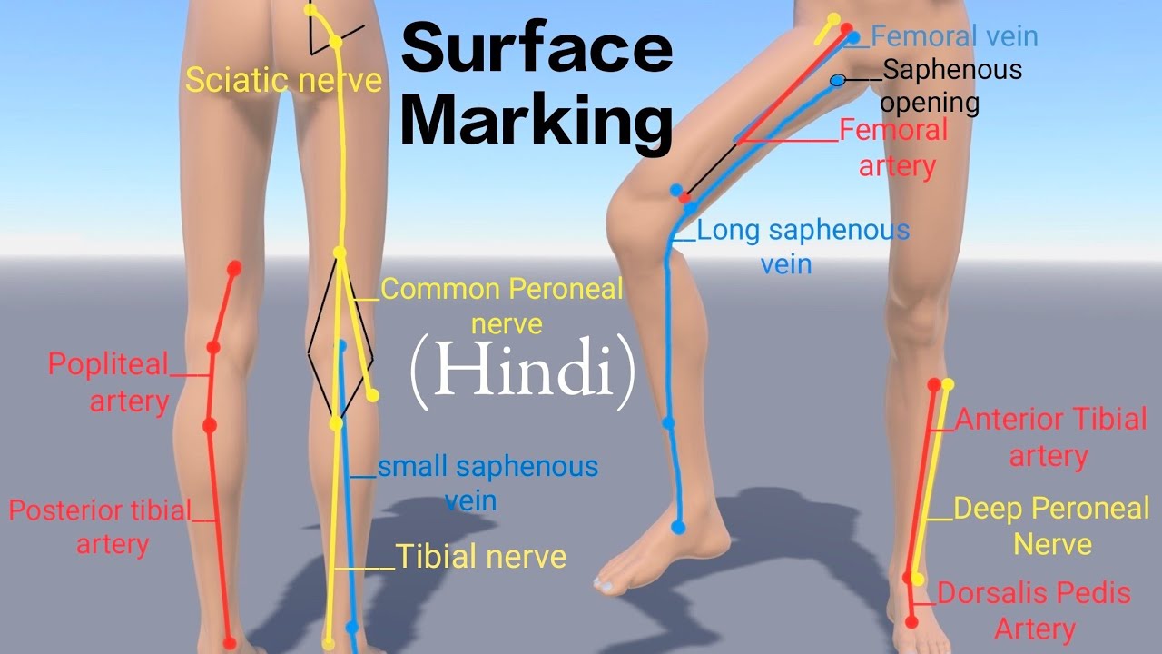 Surface Marking of Lower Limb | Surface Anatomy of Lower Limb Arteries, Veins and Nerves