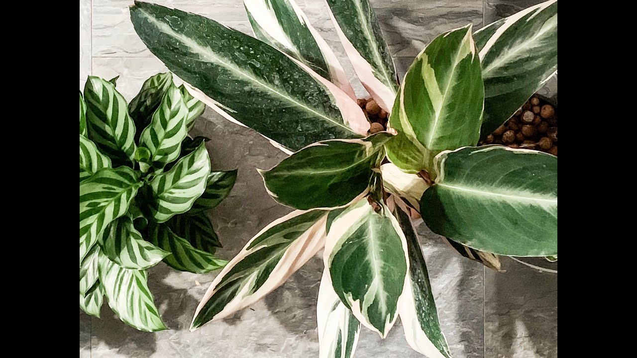 Stromanthe Triostar & Calathea Concinna, Converting to Leca