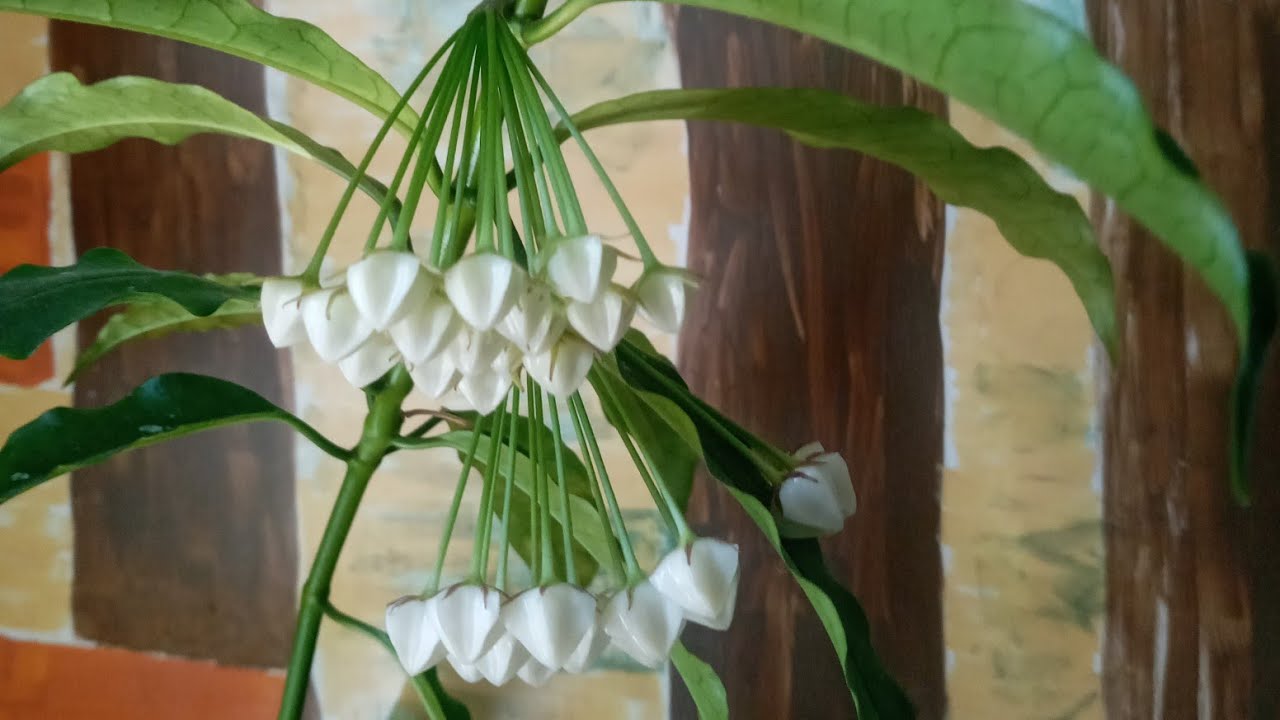 Комнатные цветы.Хойя 
