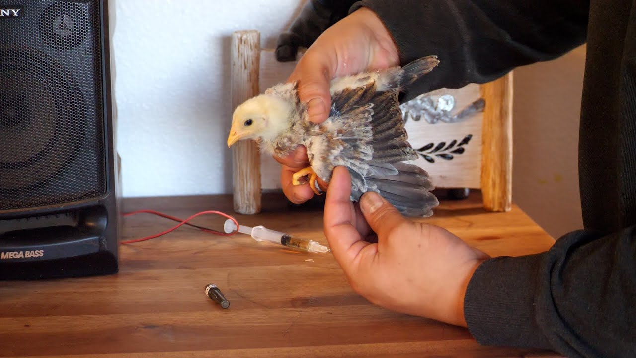 How to mix and administer Mareks Vaccine to chickens 1 day and 3 week