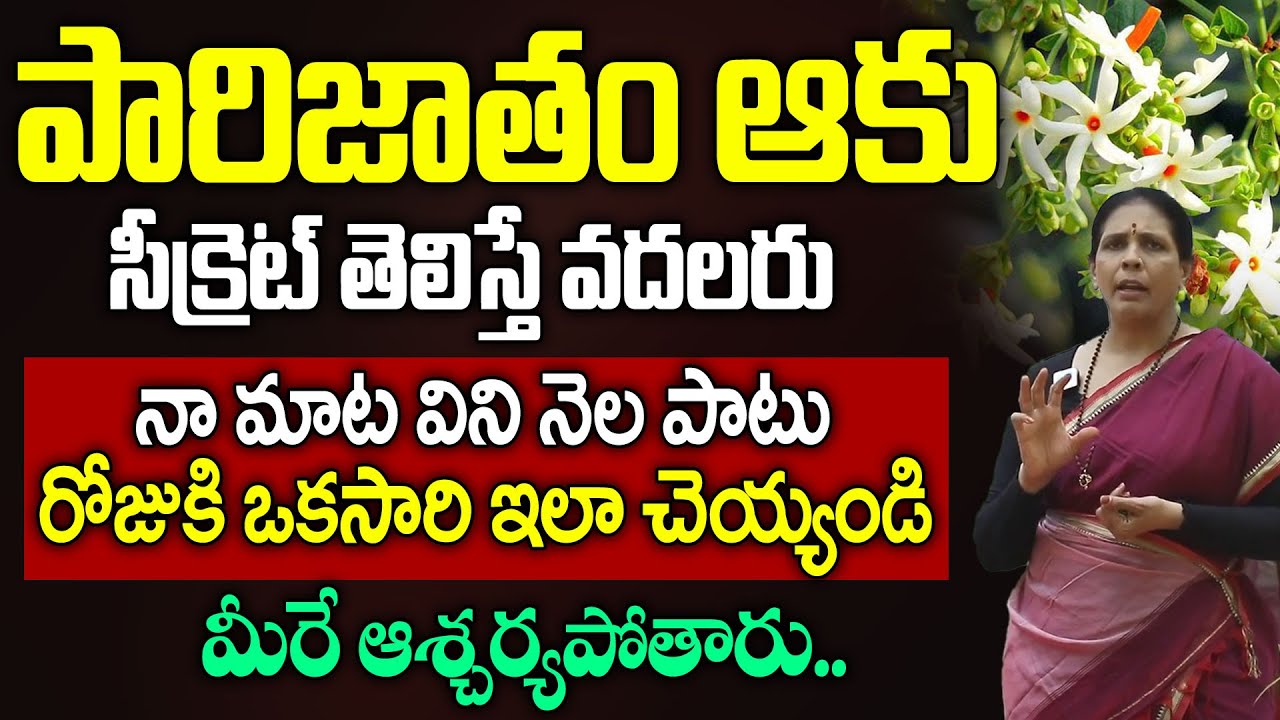 పారిజాతం ఆకు సీక్రెట్ తెలిస్తే వదలరు | Health Benefits of Parijatham Leafs in Telugu | Arunayoga