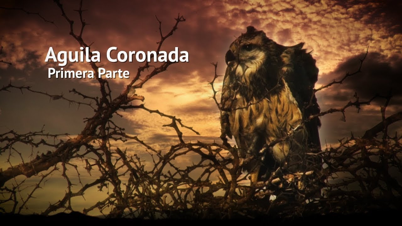 Rapaces - Águila Coronada Parte 1