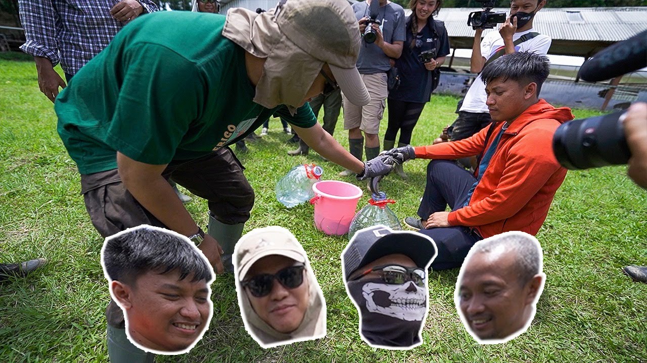 CHALLENGE TANGKAP TELUR DAN LELE DI PETERNAKAN