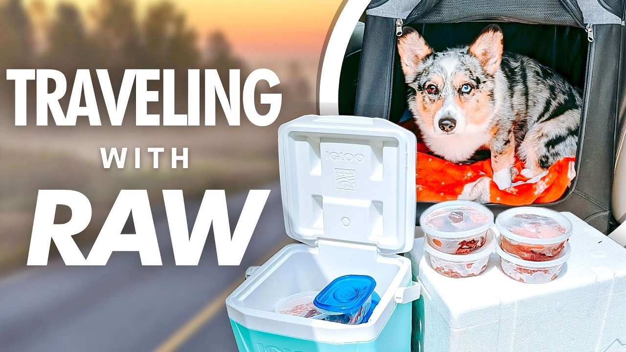 How To Travel With Raw Pet Food