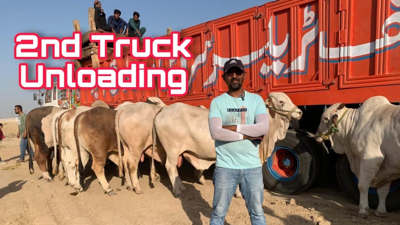 Second Truck Unloading Big Bulls Northern Bypass Mandi 2025