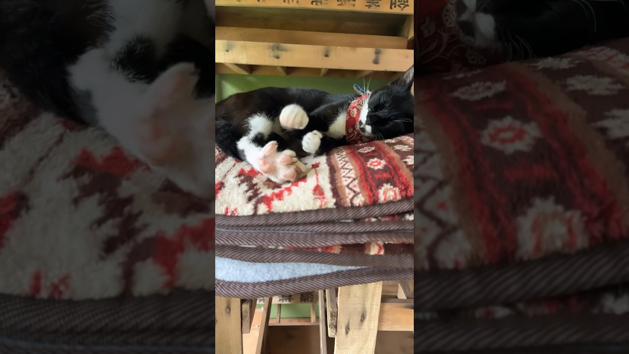 まったりモードの土曜日#猫の暮らし