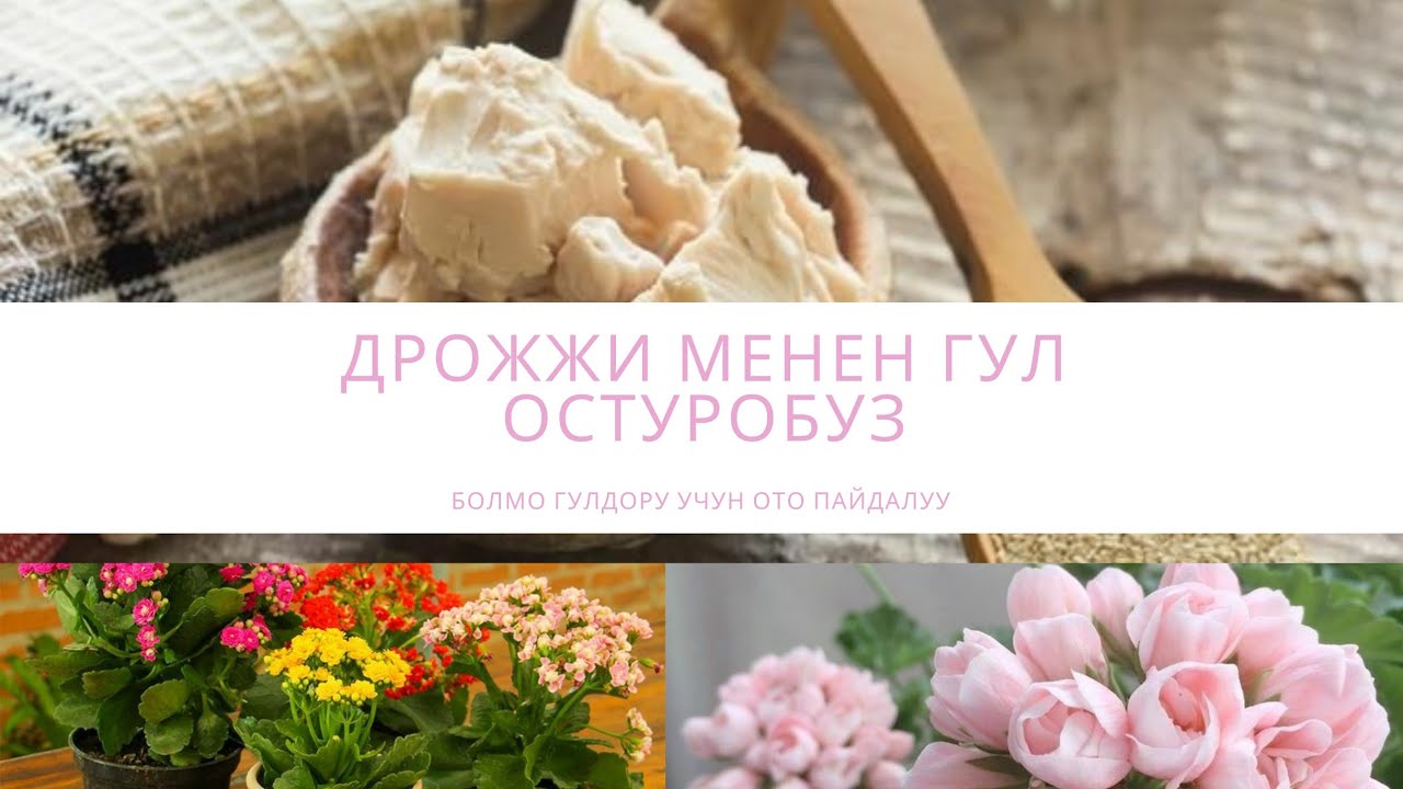 Дрожж болмо гулдору учун сонун жер семирткич |Подкормка для цветов