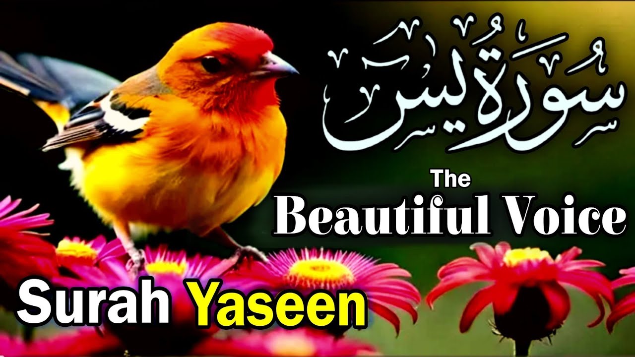 Surah Yaseen Beautiful Tilawat | Surah Yaseen for Barkat | Full Arabic Recitation EP514 🍁💝