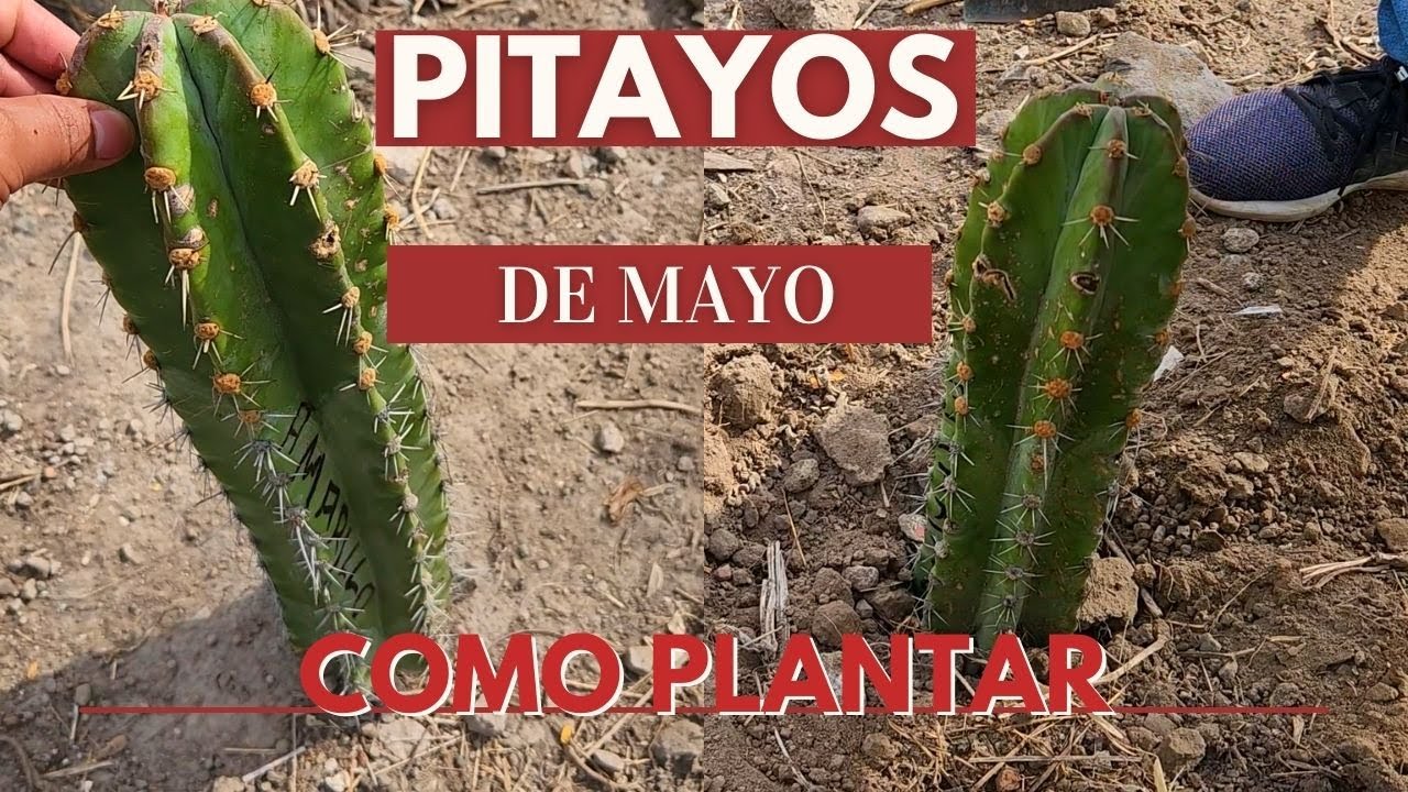 como plantar *pitayos* de **mayo** o pitaya roja mexicana