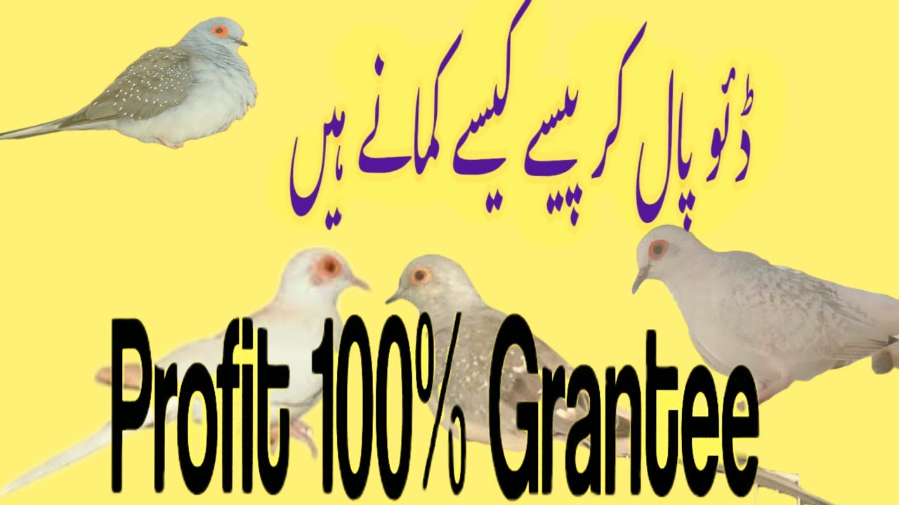 How To Earn Money By Doves