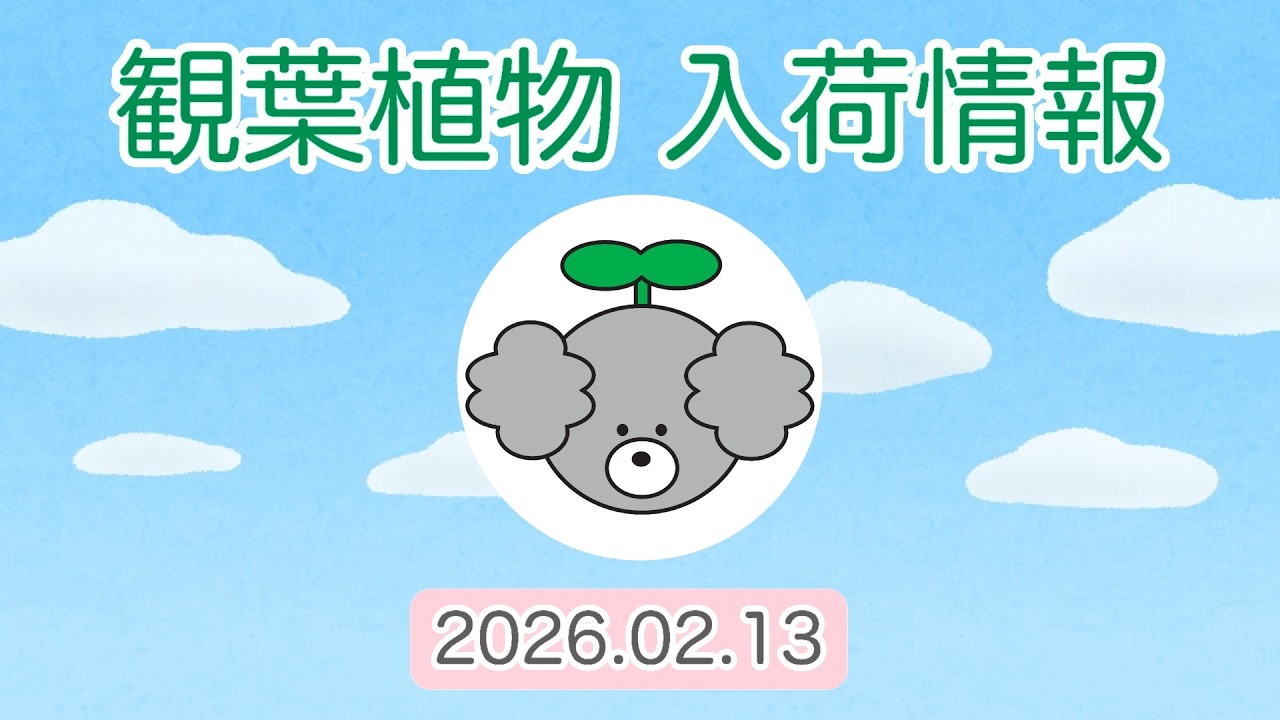 【観葉植物 入荷情報】2026.02.13