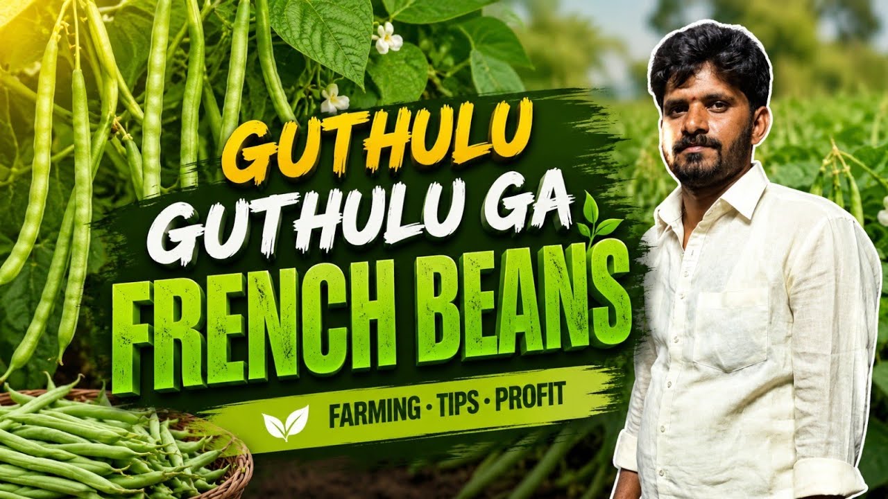 Harvesting Green Beans | subbu tillu vlogs | subbu tillu | #viral #1treanding#French Beans