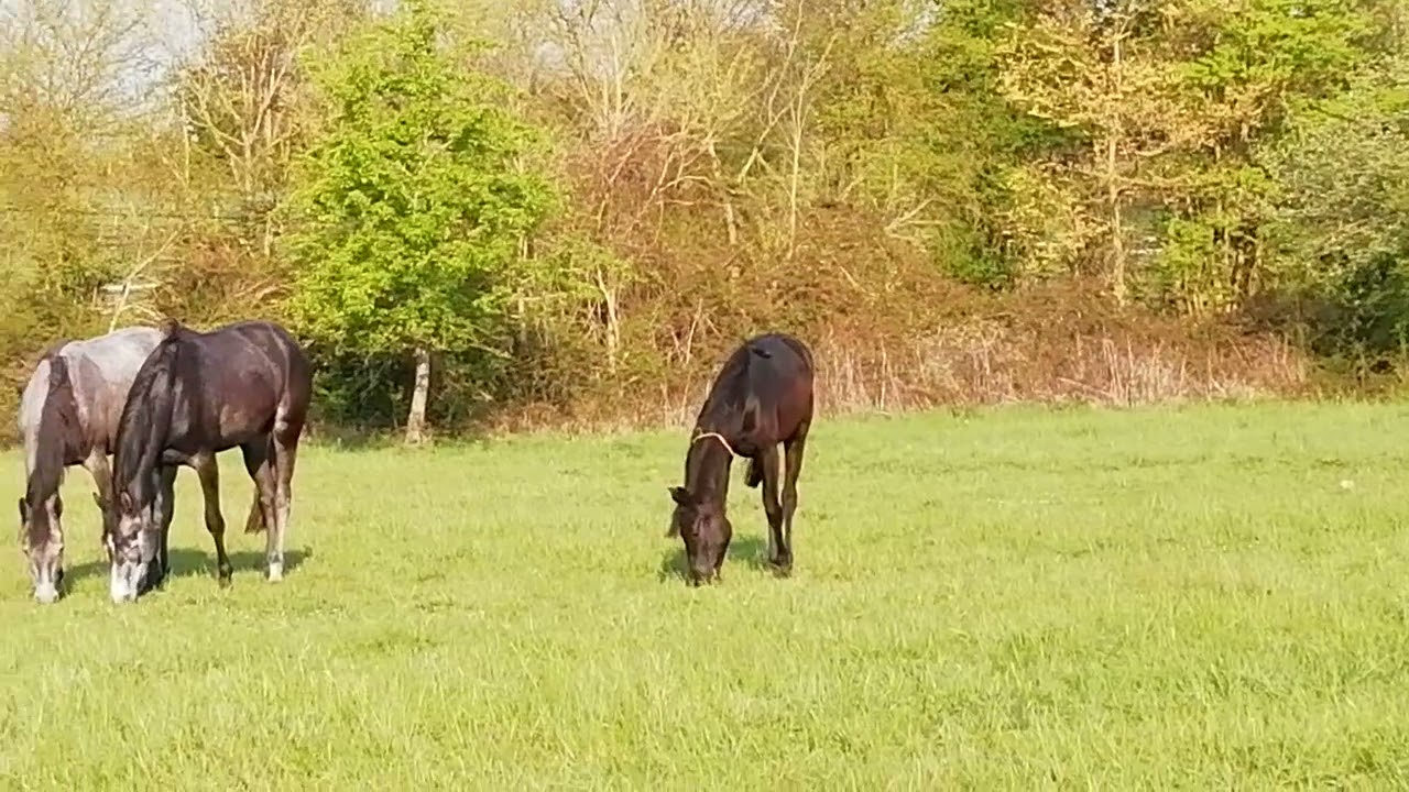 Haras Le Canreu Stutenherde