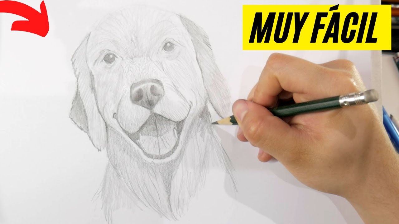 🔴 CÓMO DIBUJAR un GOLDEN RETRIEVER paso a paso FÁCIL Cómo dibujar un Perro Golden Retriever Realista