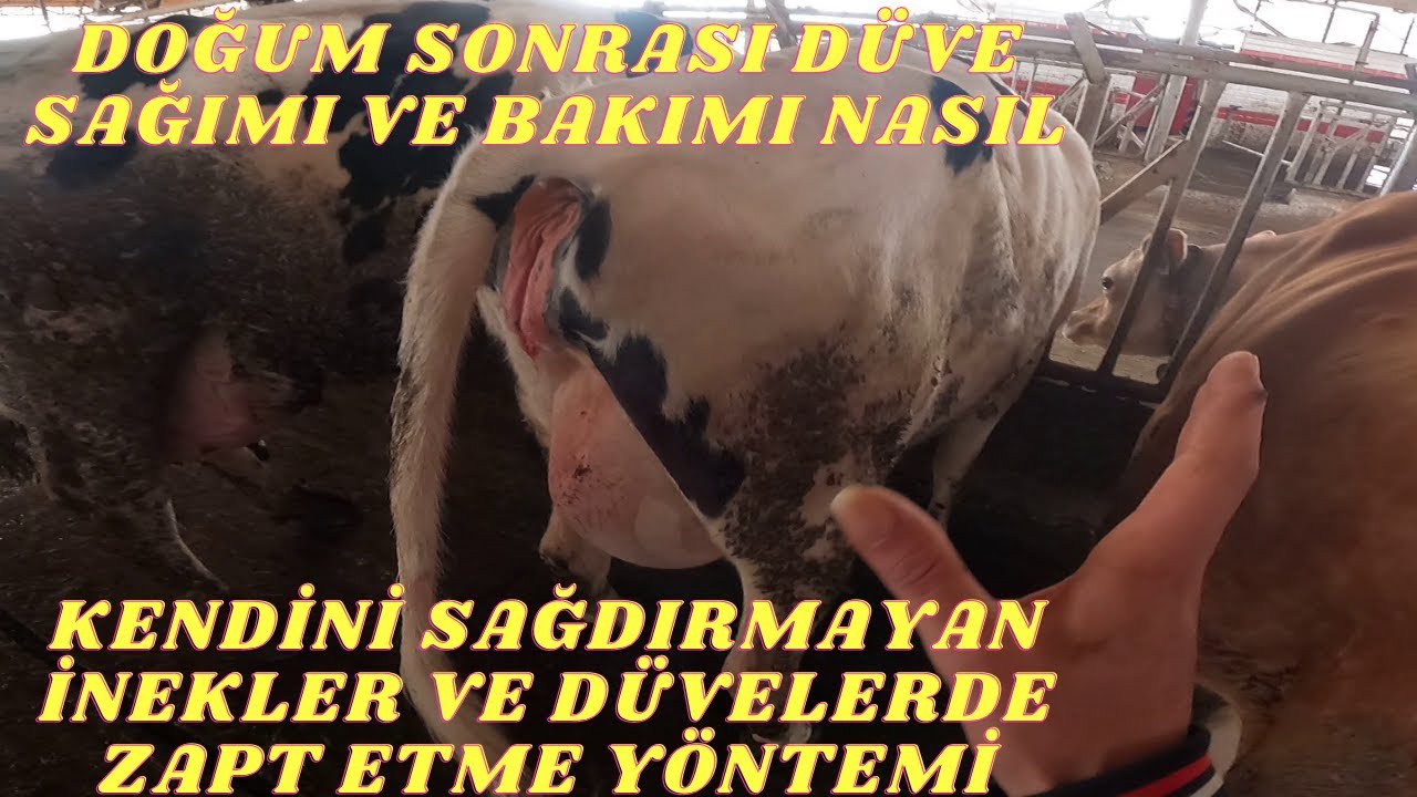 DÜVE VE İNEKLER NASIL ZAPT EDİLİR KENDİNİ SAĞDIRMIYAN HAYVAN NASIL SAĞILIR ?