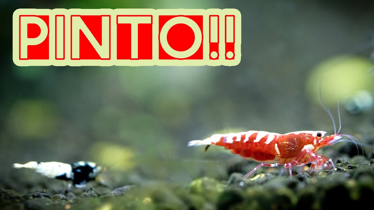 Krewetki akwariowe - update krewetkarium TaiTiBee Shrimp pinto shrimp