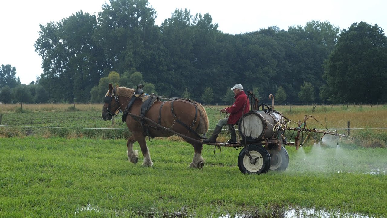 Horse drawn antique weed sprayer