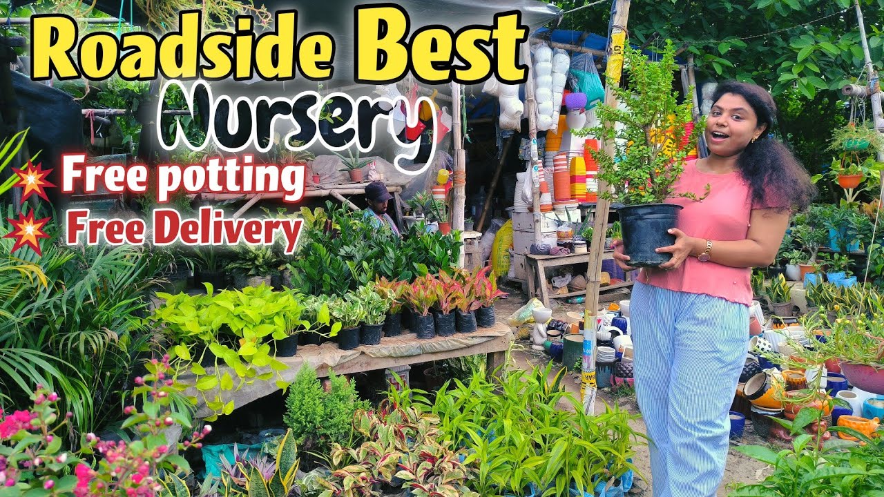 best Roadside nursery in kolkata / starting rs 10 /best online indoor outdoor plants