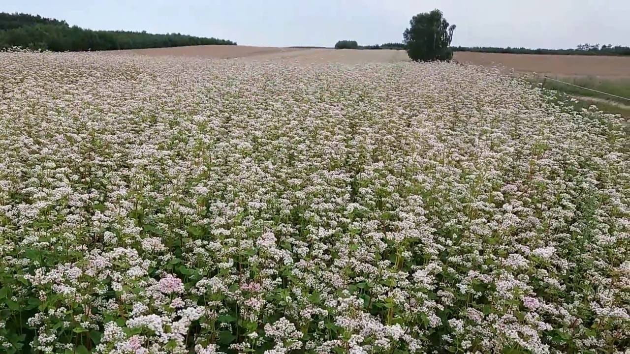 Uprawa Gryki dla Pszczół- Właściwości Miodu Gryczanego.