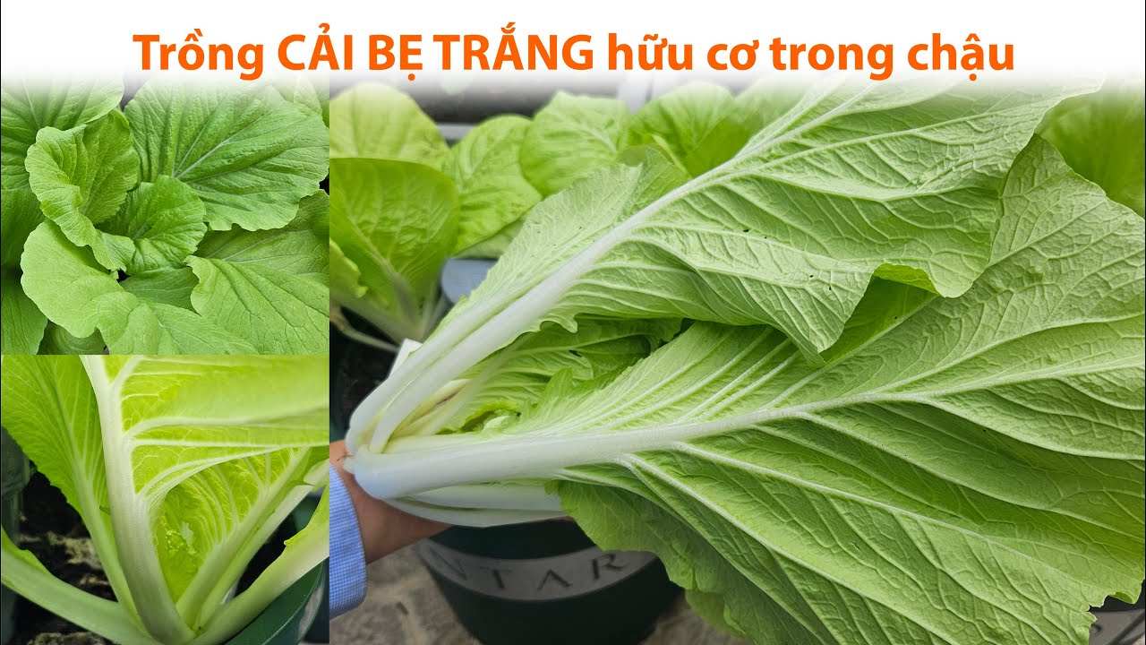 Trồng cải bẹ trắng hữu cơ trong chậu