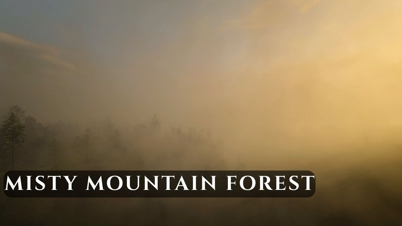 Birdsong in Misty Mountain Forest  | Calm Nature Sounds for Focus & Relaxation (No Music)