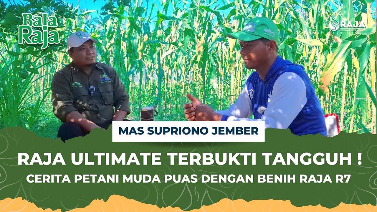 Raja Ultimate Terbukti Tangguh ! Cerita Mas Supriyono Puas Dengan Benih Raja R7