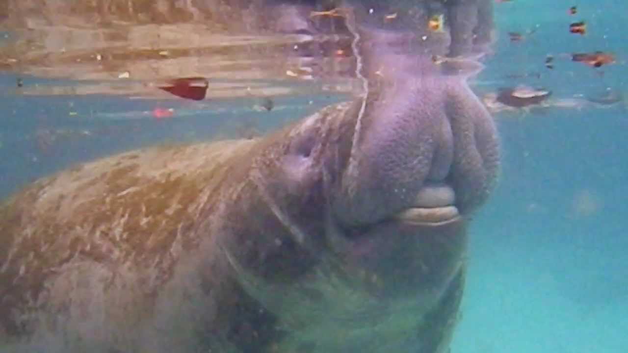 Enormous Bull Manatee (Trichechus manatus latirostris) Three Sisters Springs