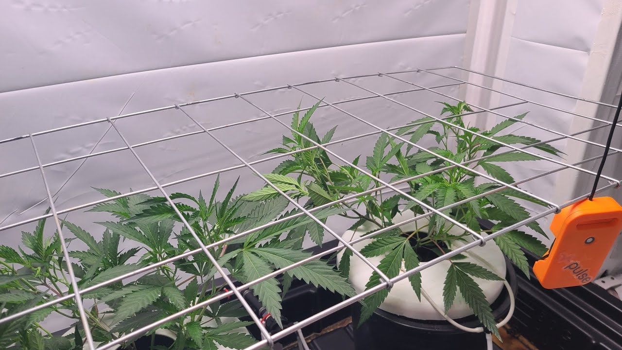 Maximizing Cannabis Yield: SCROG Growing Method for Impressive Buds & Space Efficiency