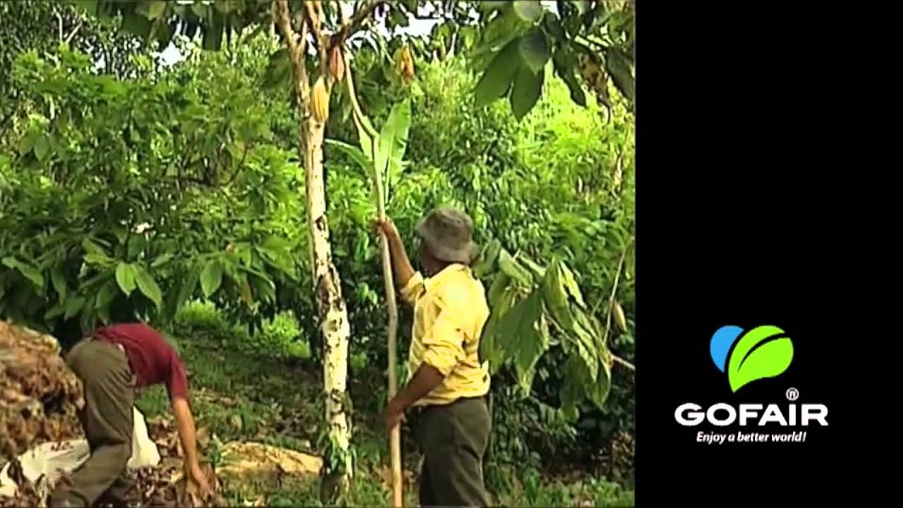 GOFAIR - fair trade Kaffee | Nachhaltig & mit GRANDER belebt