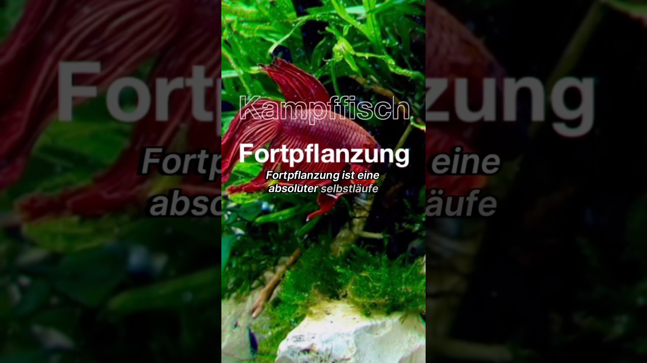 So z&uuml;chtest du Kampffische #kampffisch #bettafish #aquarium #aquariumhobby #aquaristik