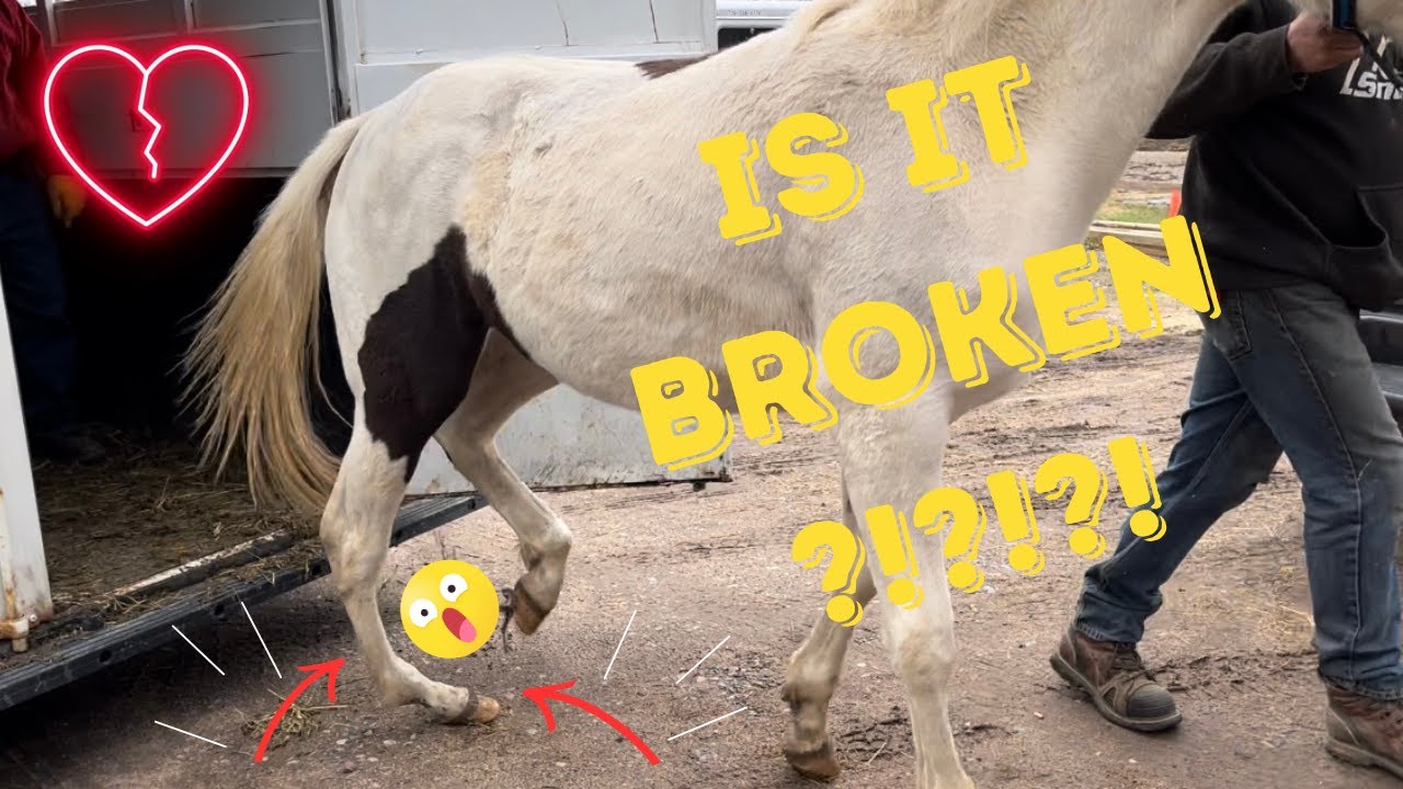 Can we fix a horse's broken leg?