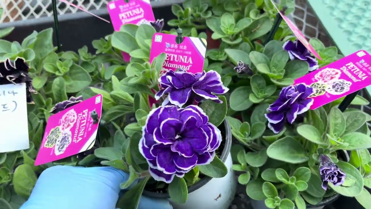 #제라늄 분양💌문자010.7670.67Ol 💌꾸비돈 밀필드로즈 ay밤무 흑진주페츄니아 등등