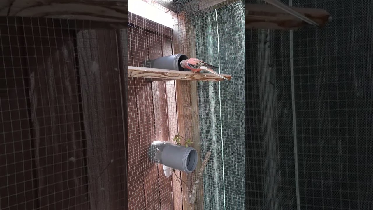 volière extérieur pour perruche bourkke