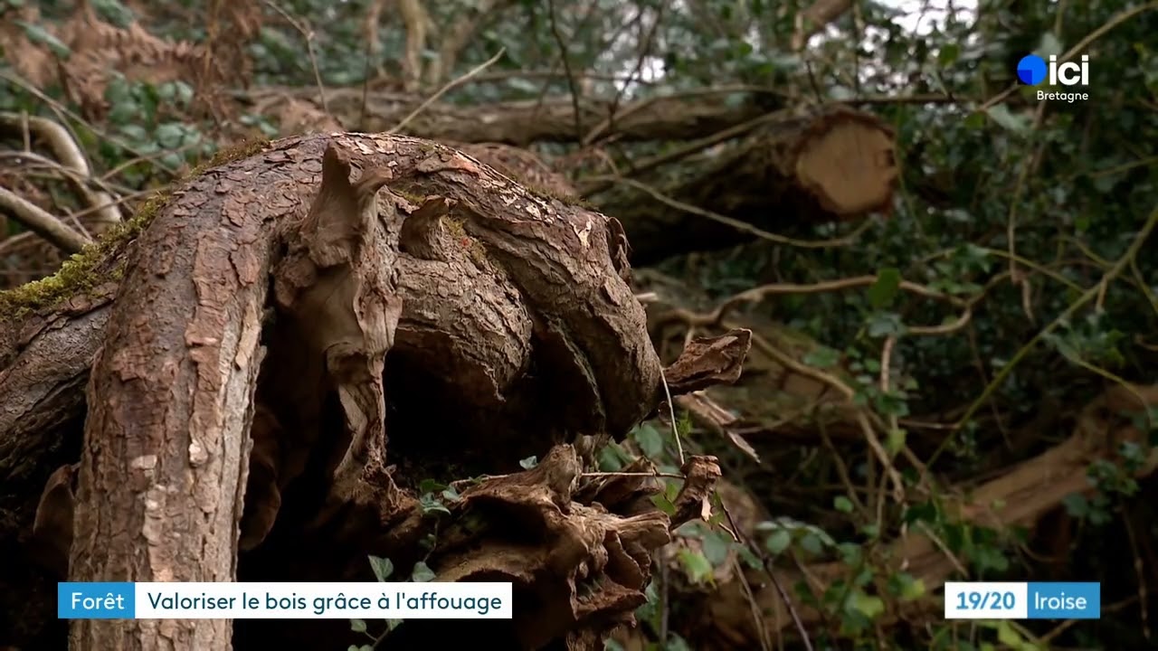 Après Ciaran, les habitants de la Forêt-Fouesnant vont disposer gratuitement de bois
