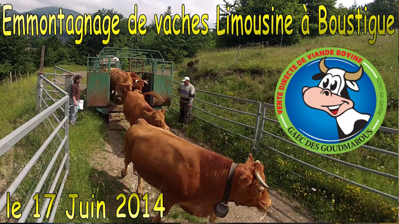Mise en paturage d'un troupeau de vaches Limousine en montagne