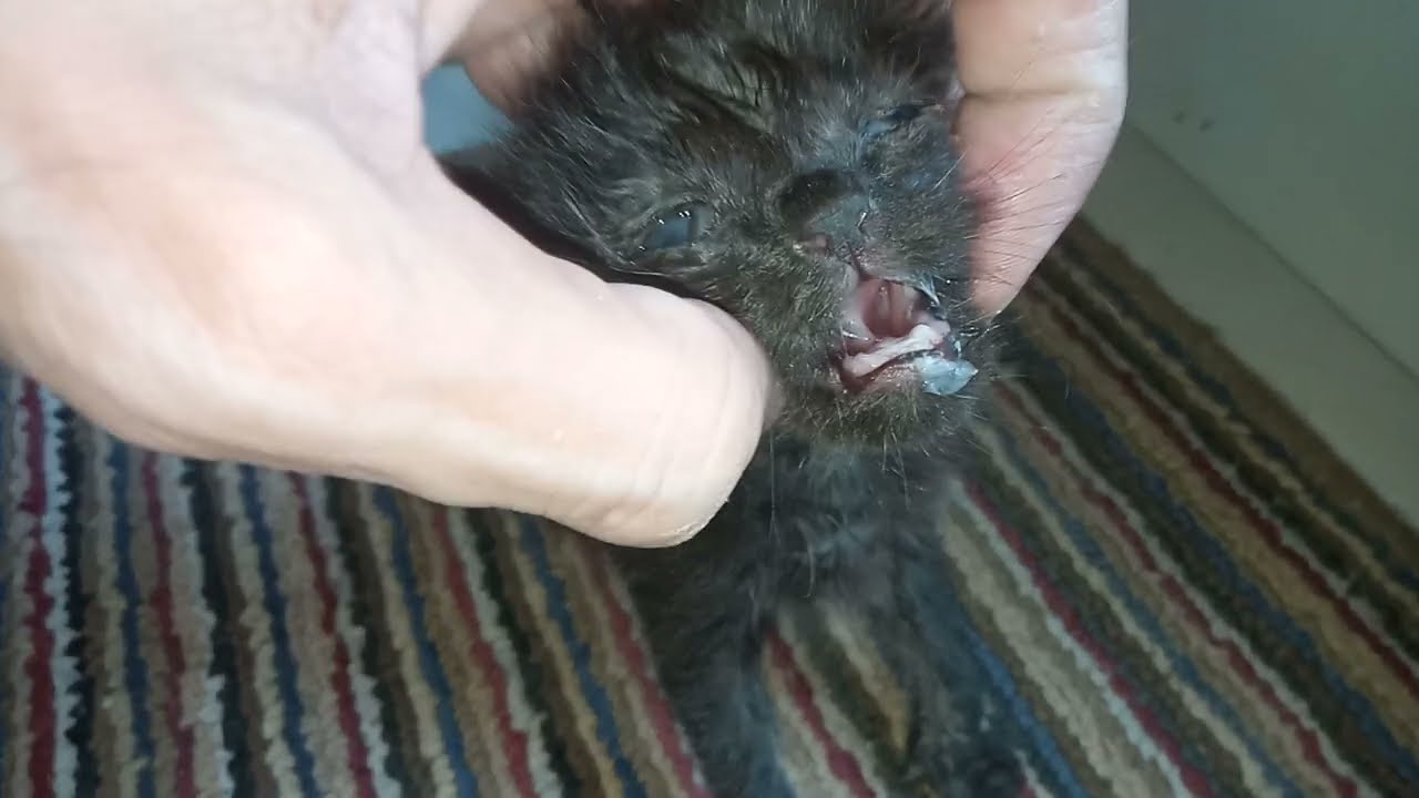 Rescue Kitten Needs A Nursing Mother As He Has Wound In Mouth And Can't Have Bottle Feeding 