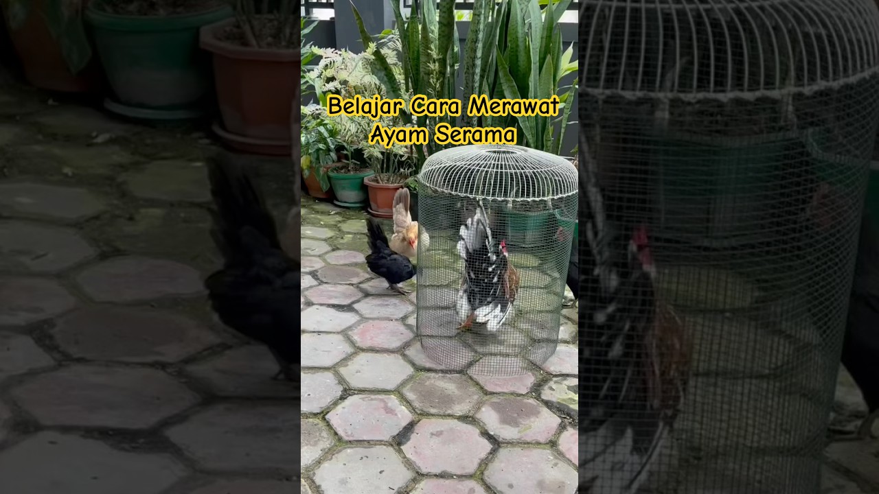 Belajar Cara Merawat Ayam Serama #ayamhias #ayamserama #seramachicken #hobiayam #hobiternak #fyp